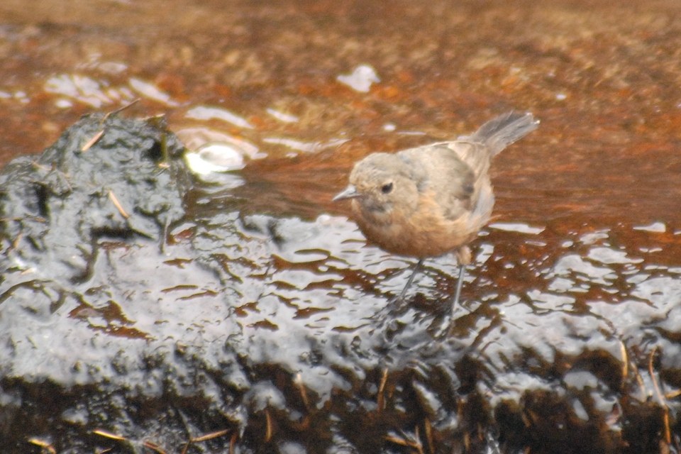 Rockwarbler (Origma solitaria)